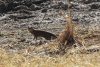 Slender Mongoose (Herpestes sanguineus)