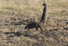 Banded Mongoose (Mungos mungo)