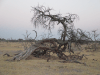 Tangled Dead Tree