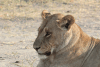 Close-up Female Lion