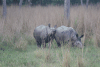 Two Indian Rhinos